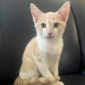 Fiyero Tigelaar -  Domestic Short Hair Cat for Adoption in South Burlington, Vermont - Fiyero Tigelaar | PetCurious