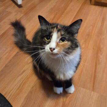 MAPLE -  Domestic Medium Hair Cat for Adoption in East Greenwich, Rhode Island - MAPLE | PetCurious