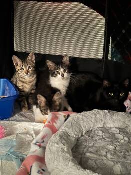 Rescue Domestic Medium Hair and Tabby Cats for Adoption in Dallas, Texas - Lowell | PetCurious