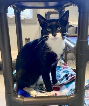 Rescue Domestic Short Hair Cats for Adoption in Lafayette Township, New Jersey - Toonces | PetCurious