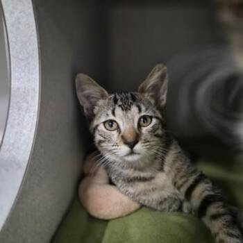 Alice -  Domestic Short Hair Cat for Adoption in Sacramento, California - Alice | PetCurious