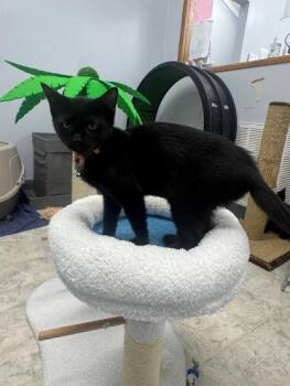 Jane -  Domestic Short Hair Cat for Adoption in Mount Vernon, Ohio - Jane | PetCurious