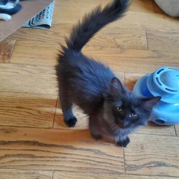 Shadow -  Domestic Medium Hair Cat for Adoption - Shadow | PetCurious
