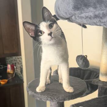 Pongo -  Domestic Short Hair Cat for Adoption in Bentonville, Arkansas - Pongo | PetCurious