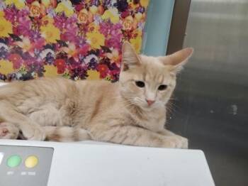 Domestic Short Hair Cats Available for Adoption - French Fry | PetCurious
