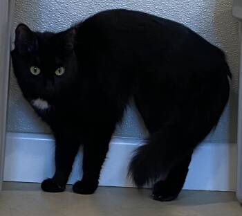 Rescue Domestic Medium Hair Cats for Adoption in Henrietta, Texas - Betty | PetCurious