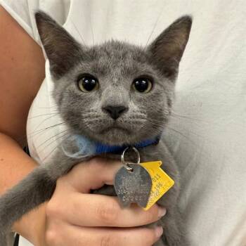 APOLLO -  Domestic Short Hair Cat for Adoption in St. Louis, Missouri - APOLLO | PetCurious