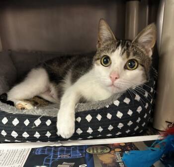 Domestic Short Hair Cats Available for Adoption in North Myrtle Beach, South Carolina - Precious | PetCurious