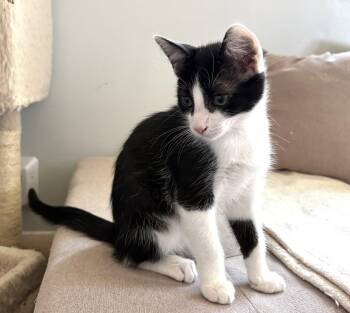 Tuxie (A140302) -  Tuxedo Cat for Adoption in Burbank, California - Tuxie (A140302) | PetCurious