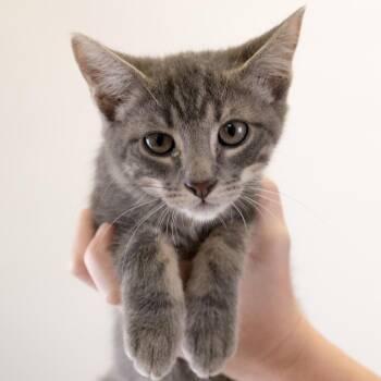 Benny -  Domestic Short Hair Cat for Adoption in Buffalo, Minnesota - Benny | PetCurious