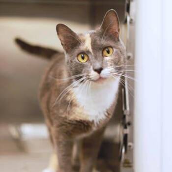 Domestic Short Hair Cats Available for Adoption in Atlanta, Georgia - Artemis | PetCurious