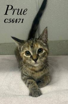 Prue -  Domestic Short Hair Cat for Adoption in Clarksville, Tennessee - Prue | PetCurious