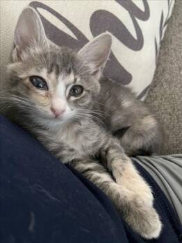 *LYRA -  Domestic Short Hair Cat for Adoption in Woodland, California - *LYRA | PetCurious