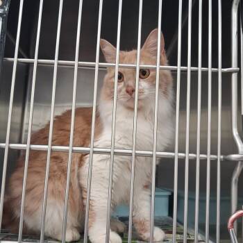 Mia -  Domestic Medium Hair Cat for Adoption in Auburn, Alabama - Mia | PetCurious