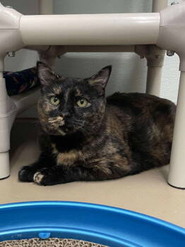 Rescue Domestic Short Hair Cats for Adoption in Rochester, New Hampshire - Chai | PetCurious