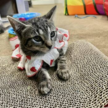 Chia Argo -  Domestic Short Hair Cat for Adoption in Eagle Mountain, Utah - Chia Argo | PetCurious