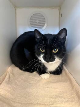 Domestic Short Hair Cats Available for Adoption - Leo | PetCurious