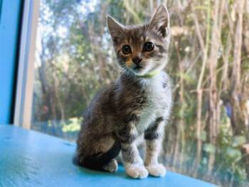 Rescue Domestic Short Hair Cats for Adoption in Palo Alto, California - FESTER | PetCurious