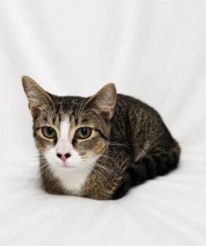 Domestic Short Hair Cats Available for Adoption in Winter Haven, Florida - RAMB | PetCurious