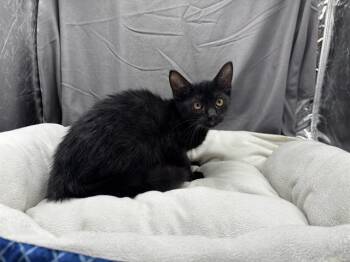 A122052 -  Domestic Short Hair Cat for Adoption in Grovetown, Georgia - A122052 | PetCurious
