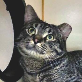 Domestic Short Hair Cats Available for Adoption - Charles | PetCurious