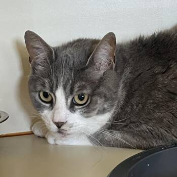 Lainey -  American Shorthair Cat for Adoption in Idaho Falls, Idaho - Lainey | PetCurious