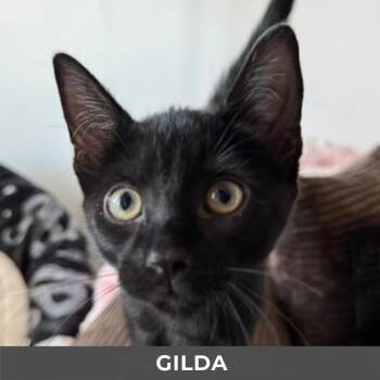 Gilda -  Domestic Short Hair Cat for Adoption in Toronto, Ontario - Gilda | PetCurious