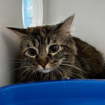 Flora -  Domestic Medium Hair Cat for Adoption in Kingman, Arizona - Flora | PetCurious