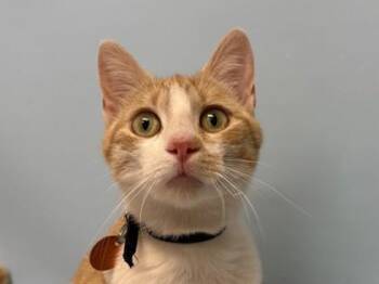 Honey Pie -  Domestic Short Hair Cat for Adoption in Woodbury, Minnesota - Honey Pie | PetCurious