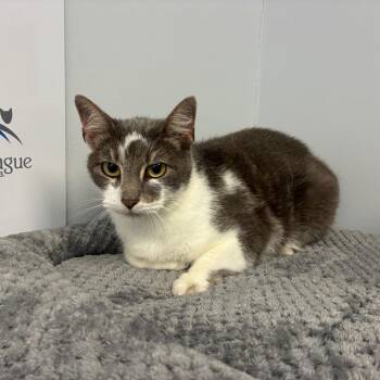 Luna -  Domestic Short Hair Cat Available for Adoption in Morganfield, Kentucky - Luna | PetCurious