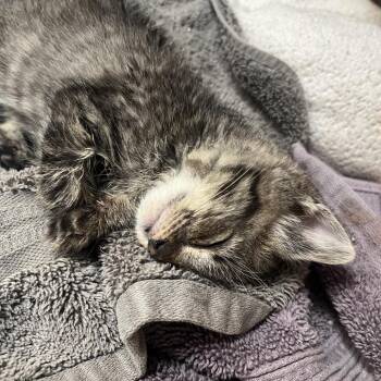 American -  Domestic Medium Hair Cat for Adoption in Durango, Colorado - American | PetCurious