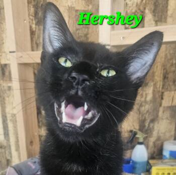 Domestic Short Hair Cats Available for Adoption - Hershey | PetCurious