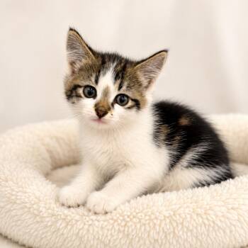 Lennon -  Domestic Short Hair Cat for Adoption in Redwood Falls, Minnesota - Lennon | PetCurious