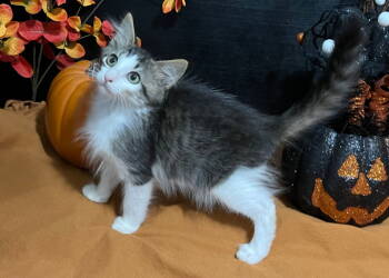 Rescue Domestic Medium Hair and Tabby Cats for Adoption in Fayetteville, Georgia - Hazelnut | PetCurious