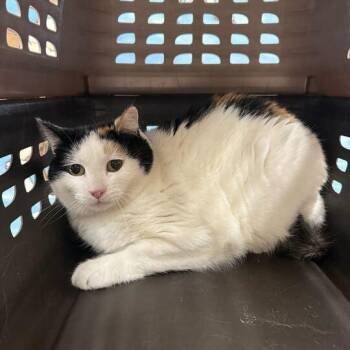 Rescue Domestic Short Hair Cats for Adoption in Driggs, Idaho - Melanie | PetCurious