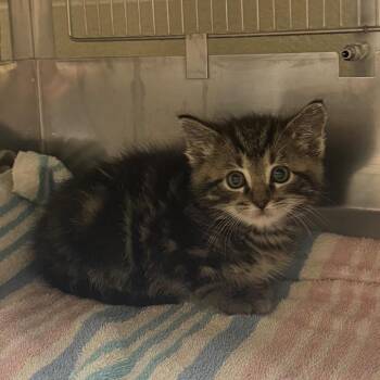 Thor -  Domestic Short Hair Cat for Adoption in Bristol, Indiana - Thor | PetCurious