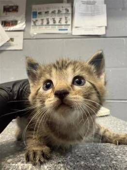 Lily -  Domestic Short Hair Cat for Adoption in Largo, Florida - Lily | PetCurious