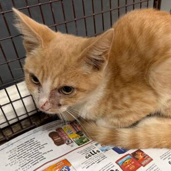 Butternut Squash -  Domestic Short Hair Cat for Adoption in Yuma, Arizona - Butternut Squash | PetCurious