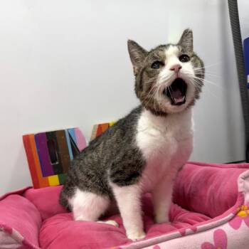 Rescue Domestic Short Hair Cats for Adoption in Westport, Connecticut - West Haven 6 Toes | PetCurious