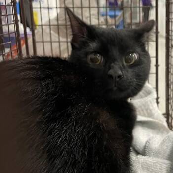 Leaundra -  Domestic Short Hair Cat for Adoption in Des Moines, Iowa - Leaundra | PetCurious