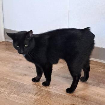 American Bobtail and Domestic Short Hair Cats Available for Adoption - Noire | PetCurious