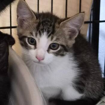 Speckle -  Domestic Short Hair Cat Available for Adoption in Montgomery, Alabama - Speckle | PetCurious