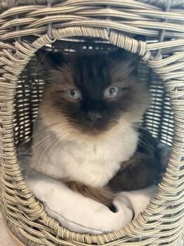 Bleu -  Siamese and Domestic Medium Hair Cat for Adoption in Spokane, Washington - Bleu | PetCurious