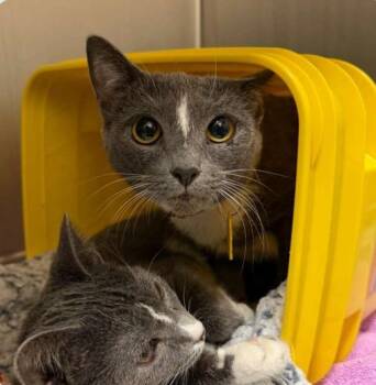 Rescue Domestic Short Hair Cats for Adoption in Barnstable, Massachusetts - VIOLA | PetCurious