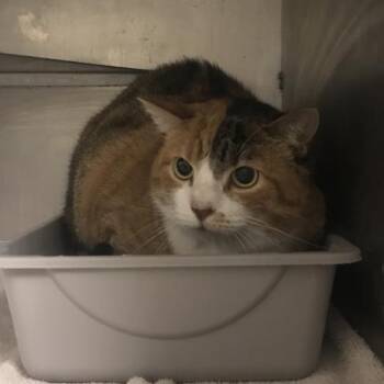 A431990 -  Domestic Medium Hair Cat for Adoption in Conroe, Texas - A431990 | PetCurious