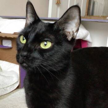 Midnight -  Domestic Short Hair Cat for Adoption in Salisbury, Massachusetts - Midnight | PetCurious