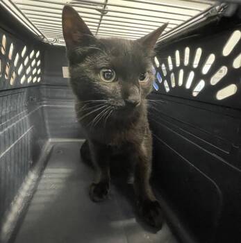 Poem -  Domestic Short Hair Cat for Adoption - Poem | PetCurious