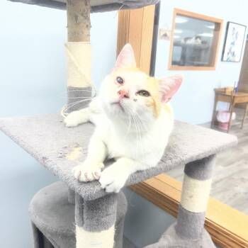 McDreamy -  Domestic Short Hair Cat for Adoption in Crookston, Minnesota - McDreamy | PetCurious