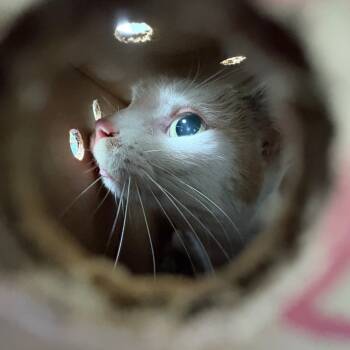 Rescue Domestic Short Hair Cats for Adoption in Philadelphia, Pennsylvania - Bentley | PetCurious