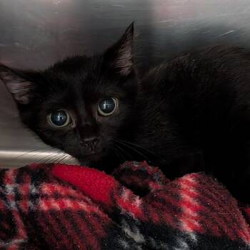 Domestic Short Hair Cats Available for Adoption in Titusville, Florida - Miley Ray | PetCurious